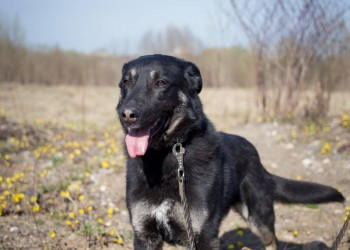 Даски