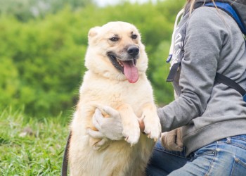 Голди