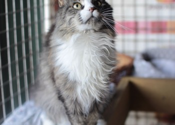 Графиня Графиня