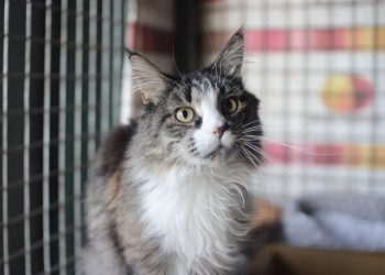 Графиня Графиня