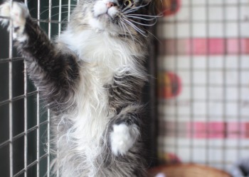 Графиня Графиня