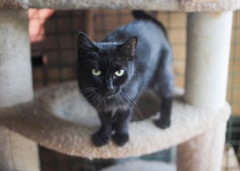 Брауни Брауни