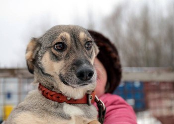 Буся