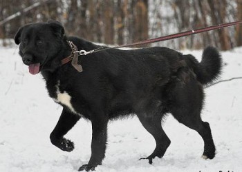 Цезарь Цезарь