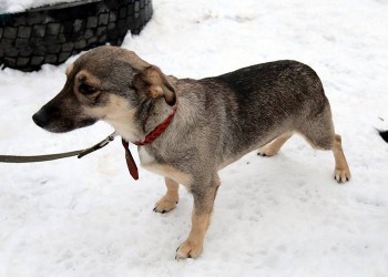 Буся