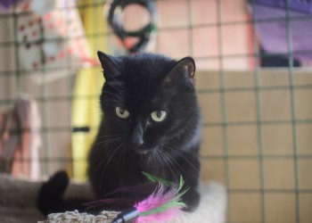 Брауни Брауни