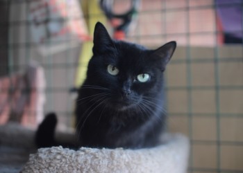 Брауни Брауни