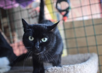 Брауни Брауни