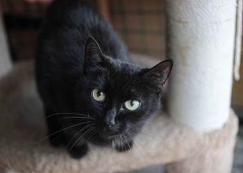 Брауни Брауни