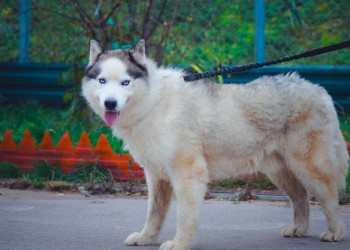 Топаз