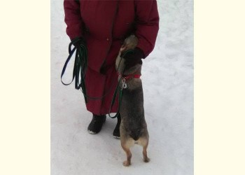 Буся
