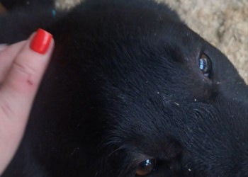 Парамоша Парамоша