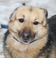 Брошка