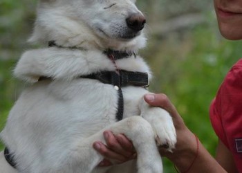 Зая
