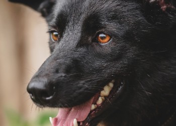 Теффи