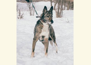 Юкки