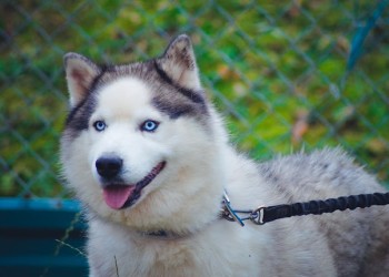 Топаз