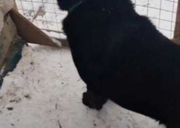 Парамоша Парамоша