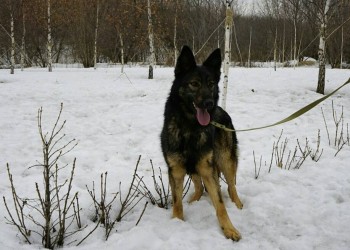 Тина