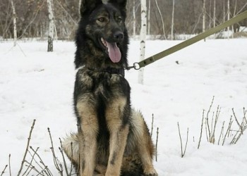 Тина