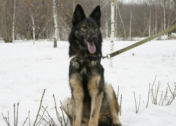 Тина