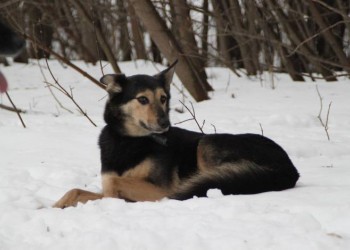 Марла