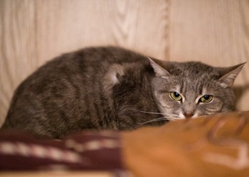 Николь