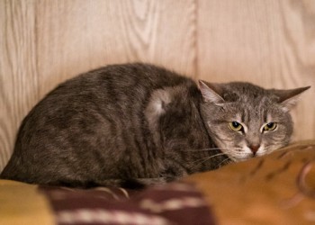 Николь