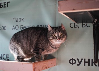 Кабачок