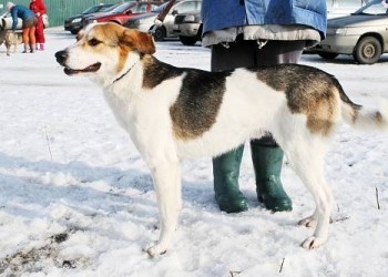 Лютик