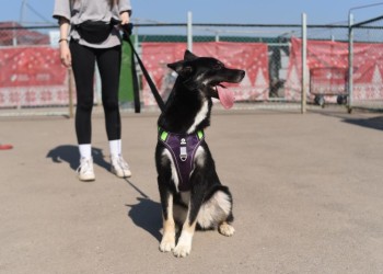 Коко