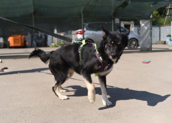 Коко