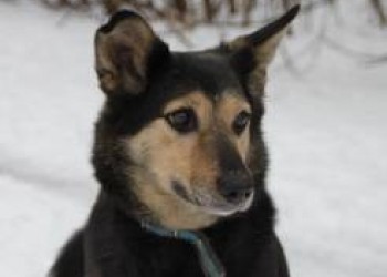 Марла