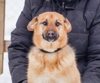 Чип