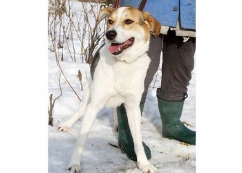 Лютик