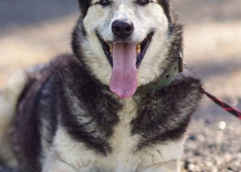 Ласка