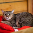 Валет Валет