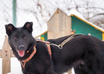 Тина