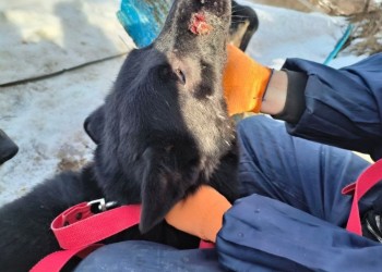 Парамоша Парамоша